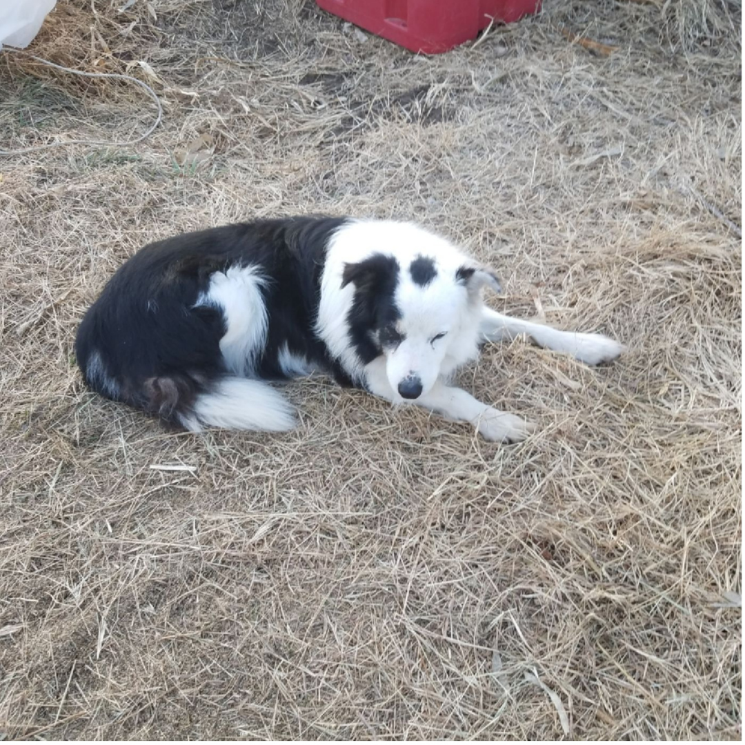 Black & White dog