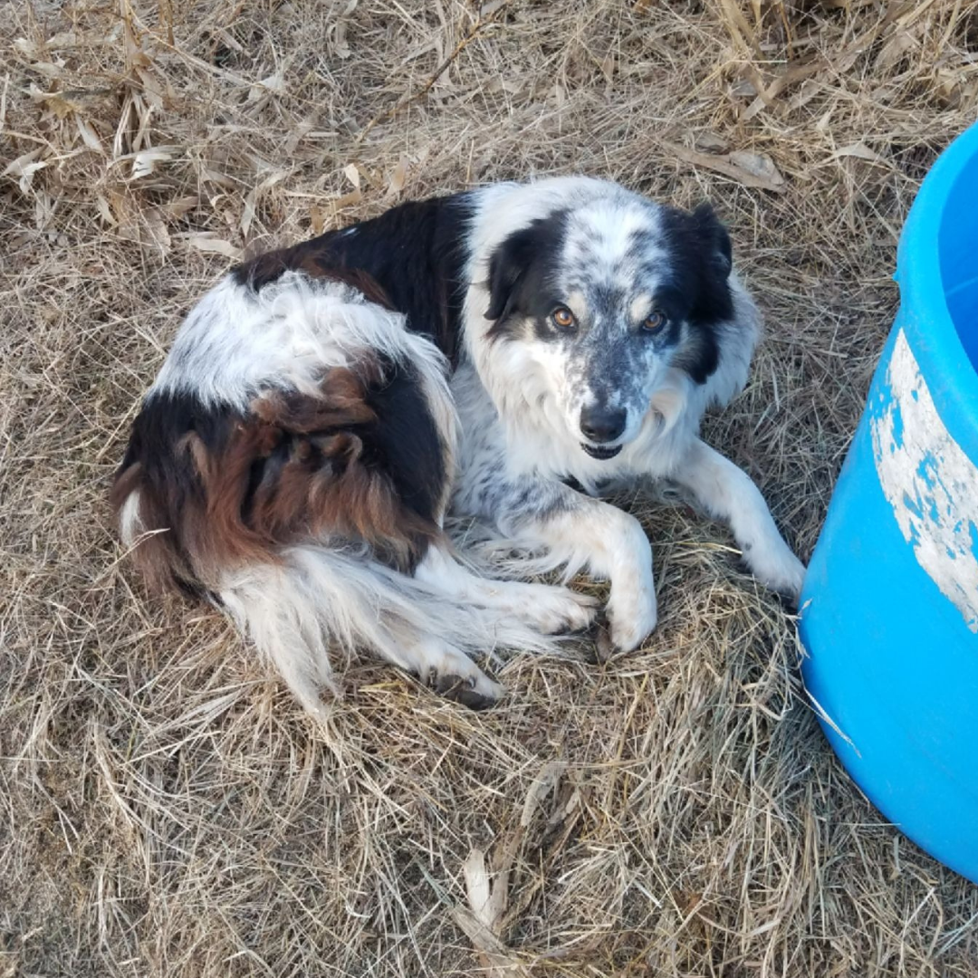 black&white&brown dog