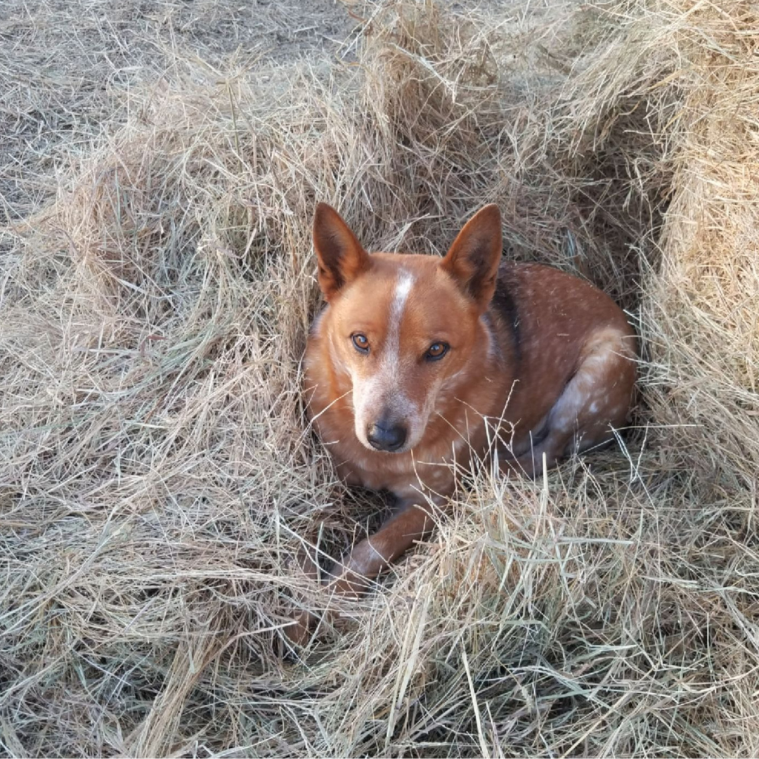 red&white dog